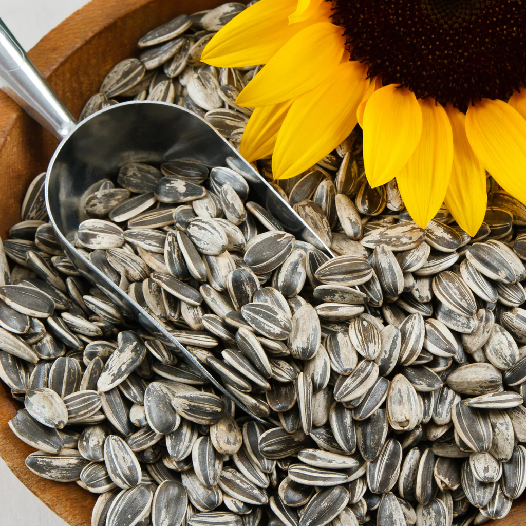 Are sunflower seeds good for low carb diet