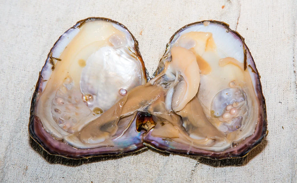 Do oysters feel pain when removing pearls