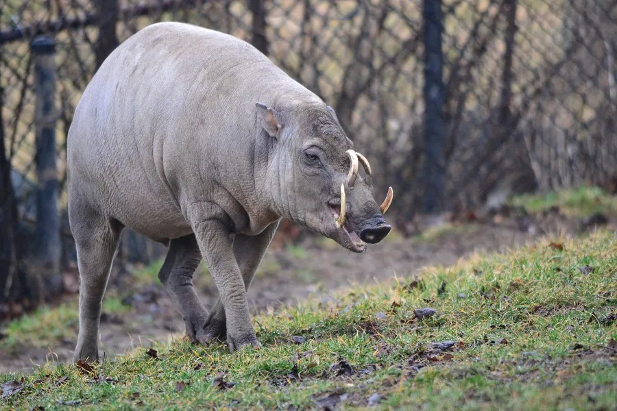 do-regular-pigs-have-tusks-cooking-brush