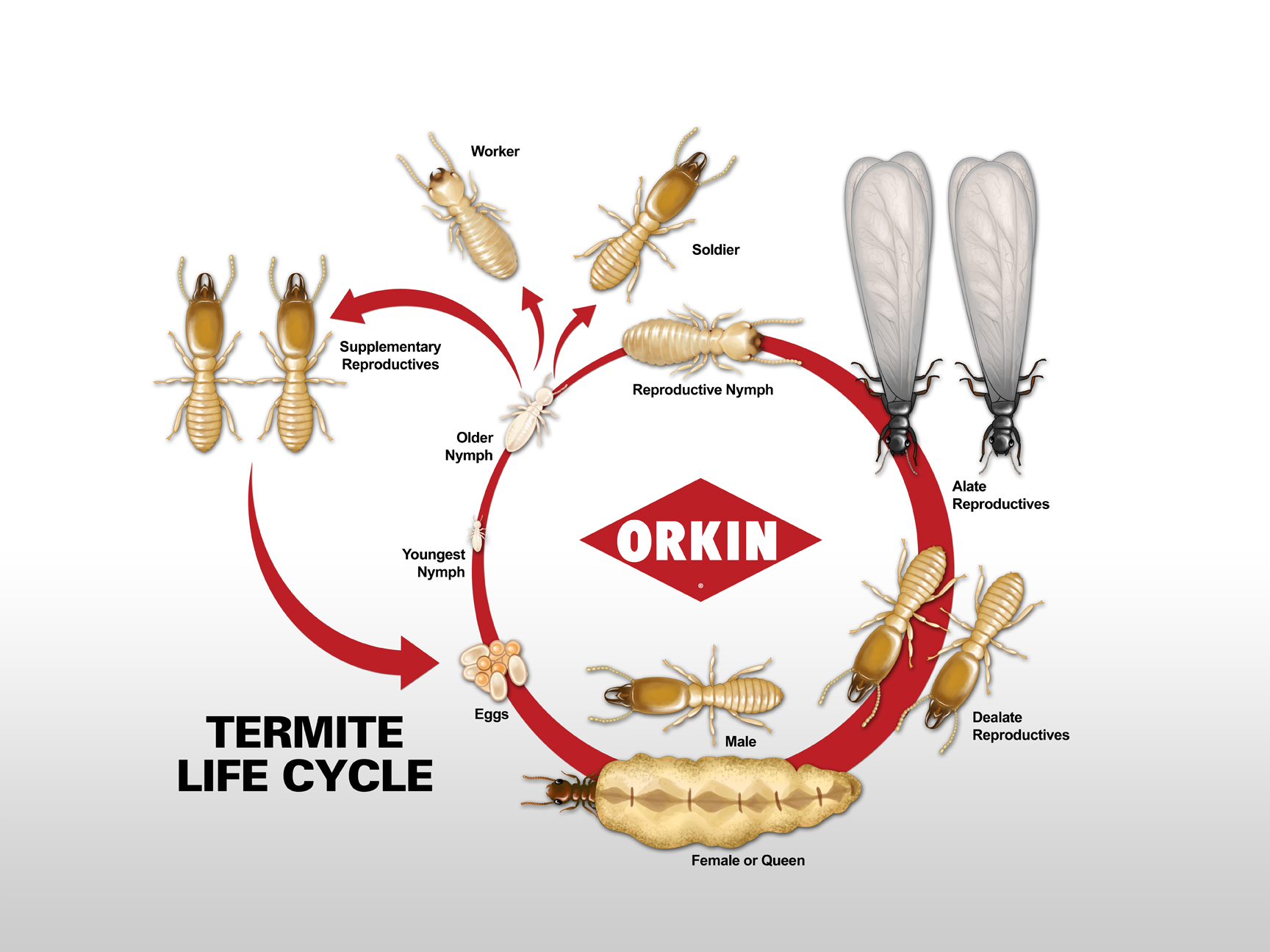 Do termites look like larvae