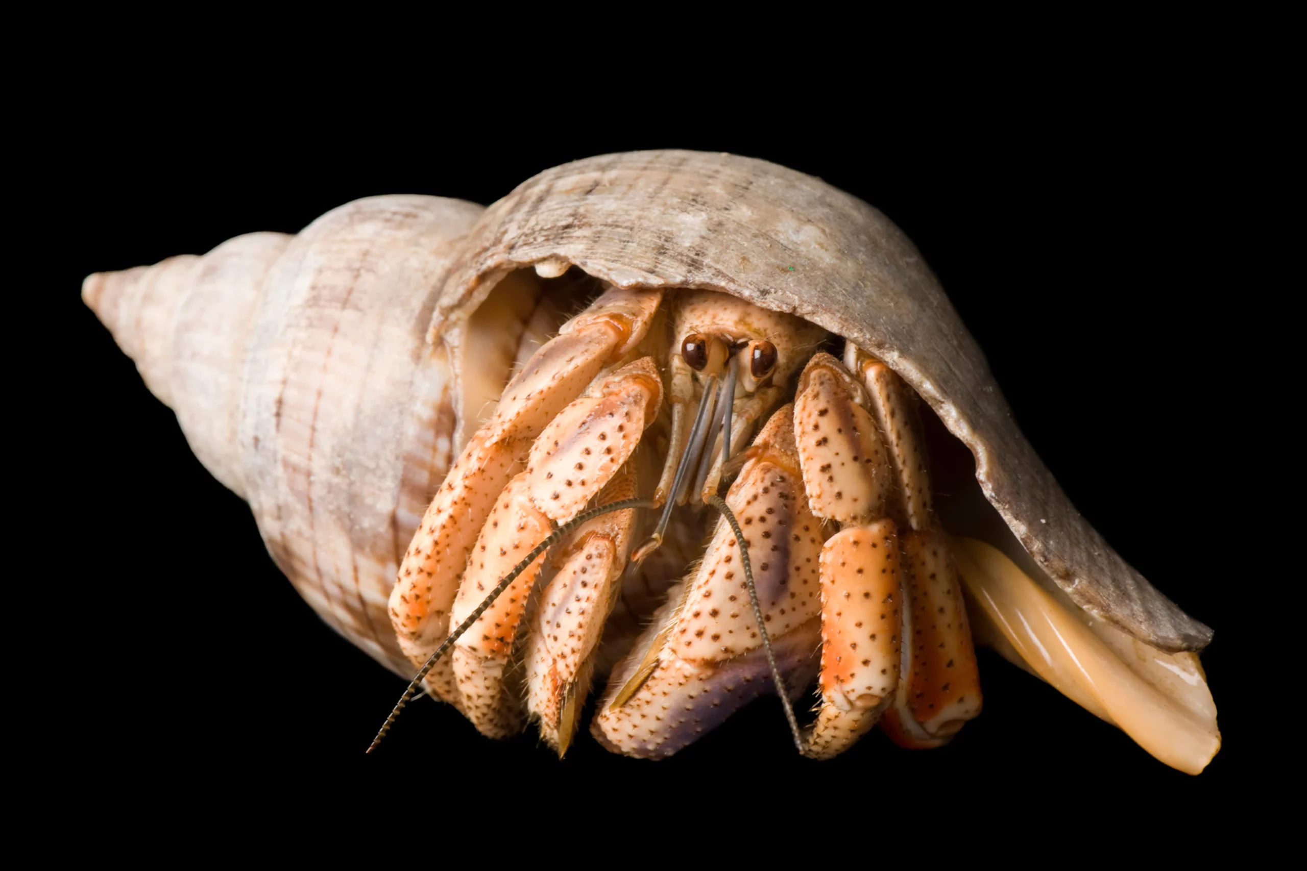 How do you know if a hermit crab is mating