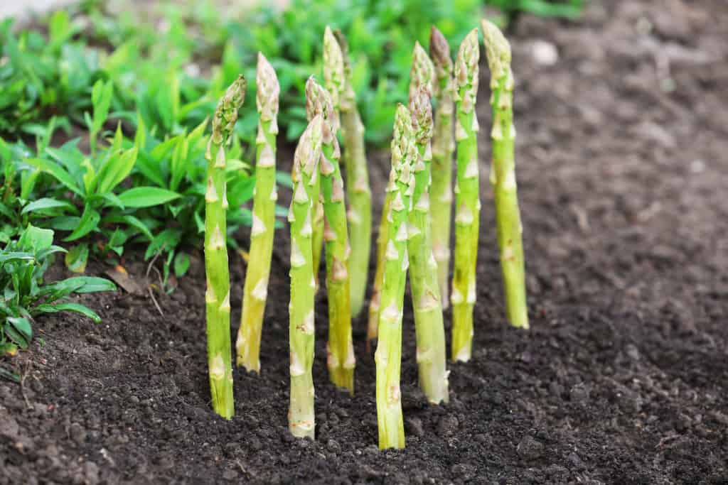 Is it bad to eat old asparagus