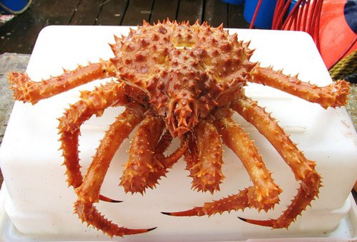 Which has more meat Dungeness or king crab