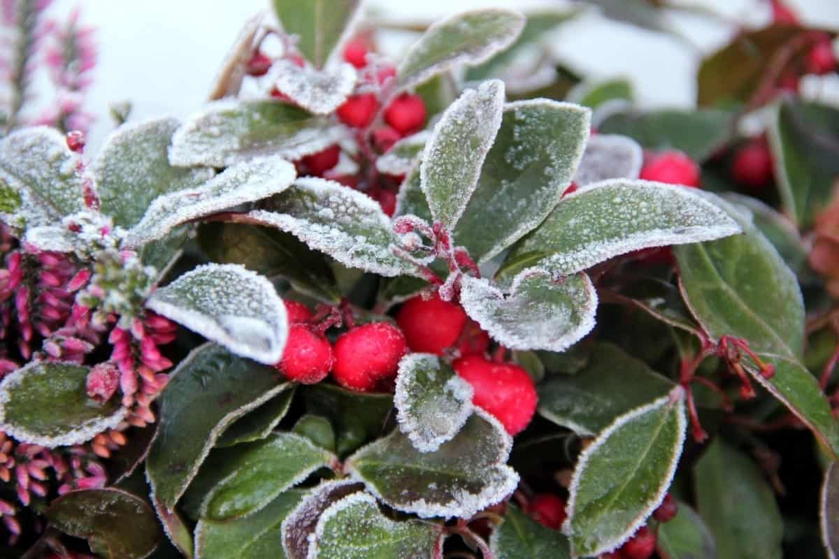 What temperature is considered frost for plants
