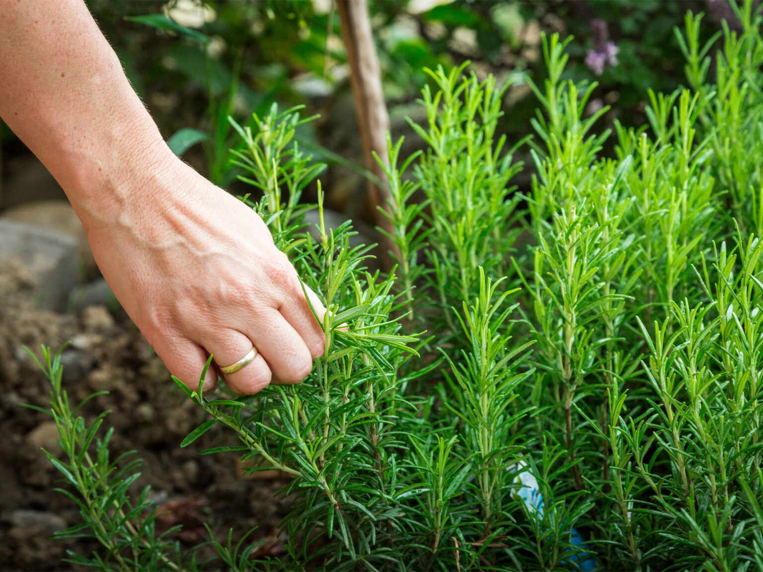 Can a brown rosemary plant be revived