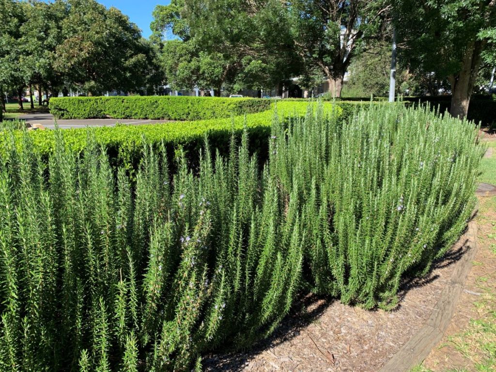 What does Underwatered rosemary look like
