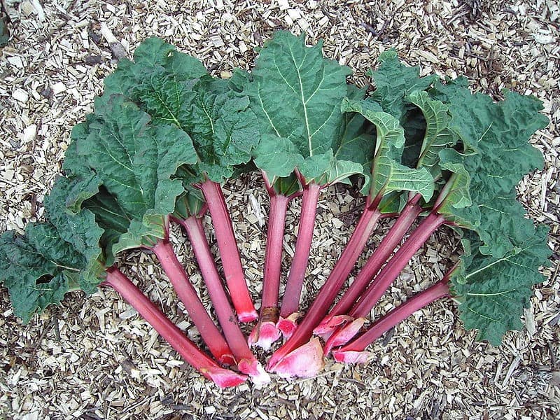 Which is the sweetest rhubarb to grow